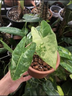 (Category: ) located in . Submitted by chlorophiles (Listing ID 1174142741, Image 1). Description: .