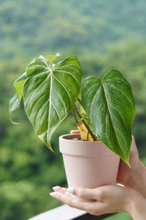 （分類：）位於 。 由 philifealea 提交（商品編號 1174417727，圖片 1）。簡介： 。
