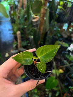 Anthurium magnificum hybrid seedlings