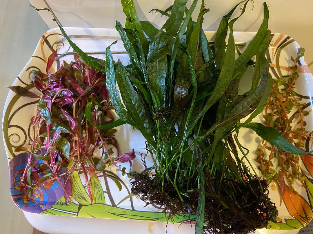 Aquatic Plants - Java fern , red Stem plants, rotala orange, Everything ...