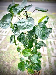 Aralia - Polyscias scutellaria -1.2m - 1.8m
