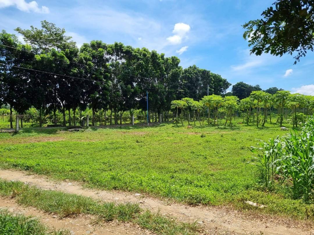 Asingan Lot for Sale(per 100sqm), Property, For Sale, Lot on Carousell