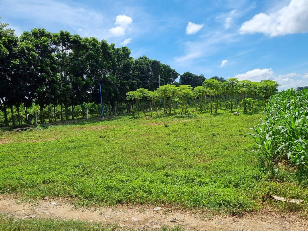 Asingan Lot for Sale(per 100sqm), Property, For Sale, Lot on Carousell