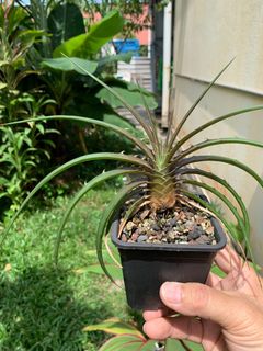 (Category: ) located in . Submitted by plantshopper (Listing ID 1174316723, Image 1). Description: .