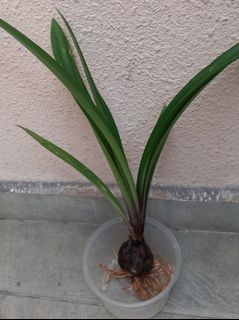 (Category: ) located in . Submitted by plants888 (Listing ID 1147073388, Image 1). Description: .