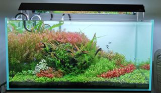 (Category: ) located in . Submitted by jasonaq (Listing ID 1174347666, Image 1). Description: .