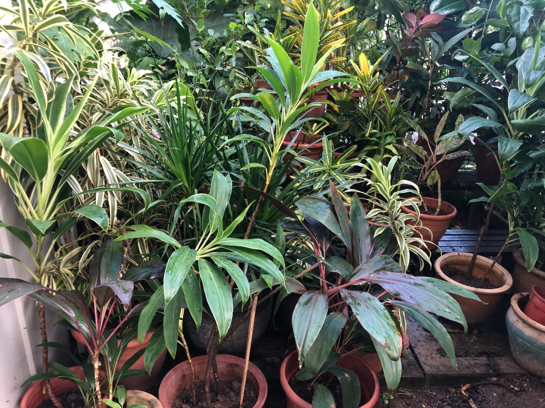 plants for sale assorted, furniture & home living, gardening