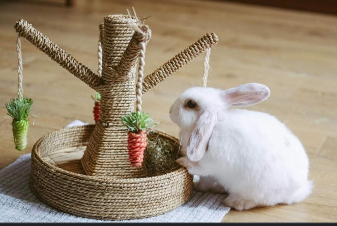 Rosewood pet sales bunny fun tree