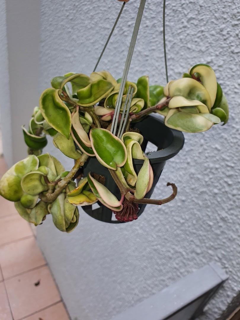Rare Curly leave Hoya Compacta Variegated, Furniture & Home Living