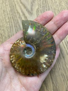 （分類：）位於 。 由 rose_see 提交（商品編號 1174582603，圖片 1）。簡介： 。