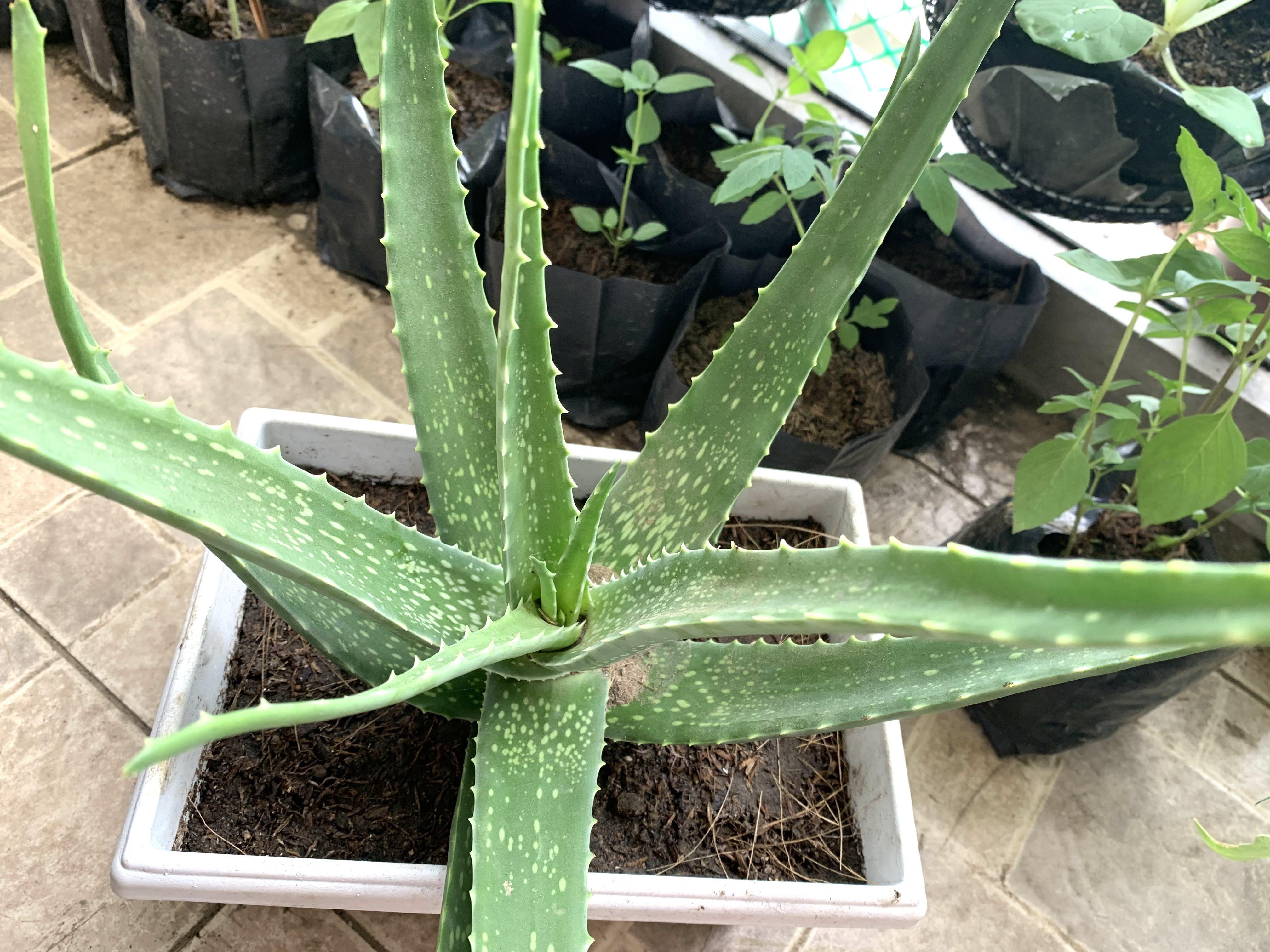 Aloe Vera Live Plantmother Plantnon Edible Furniture And Home Living Gardening Plants And Seeds 0477