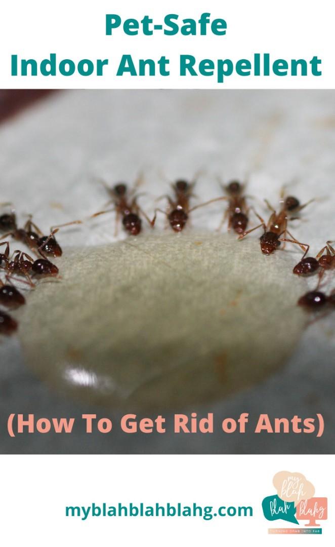 SG ANT PEST KILLER GEL BAIT 30 gram poison 蚂蚁 semut ...