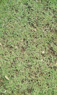 Carabao grass, frog grass and blue grass