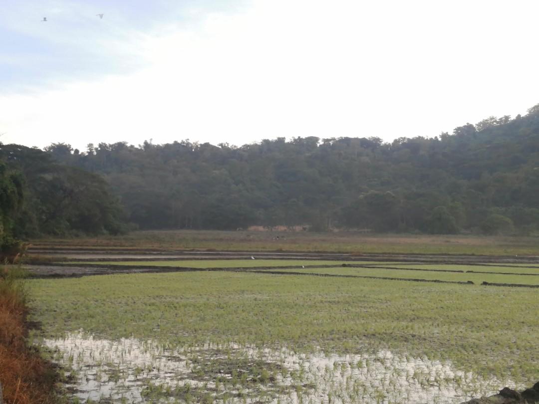 FARM LOT FOR SALE Calintaan, Occ. Mindoro, Property, For Sale, Lot on