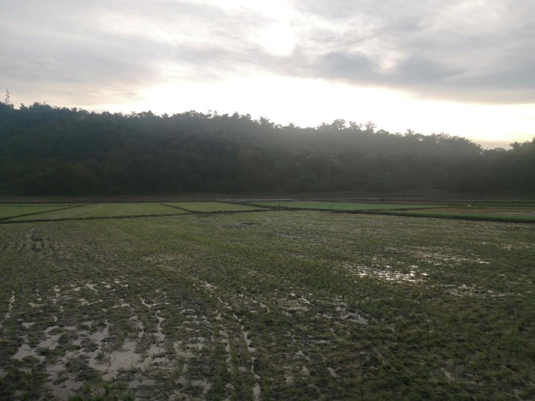 FARM LOT FOR SALE Calintaan, Occ. Mindoro, Property, For Sale, Lot on