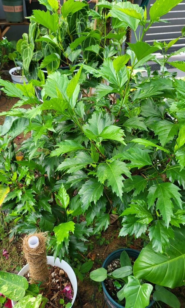 Fresh hibiscus leaves homegrown, Furniture & Home Living, Gardening