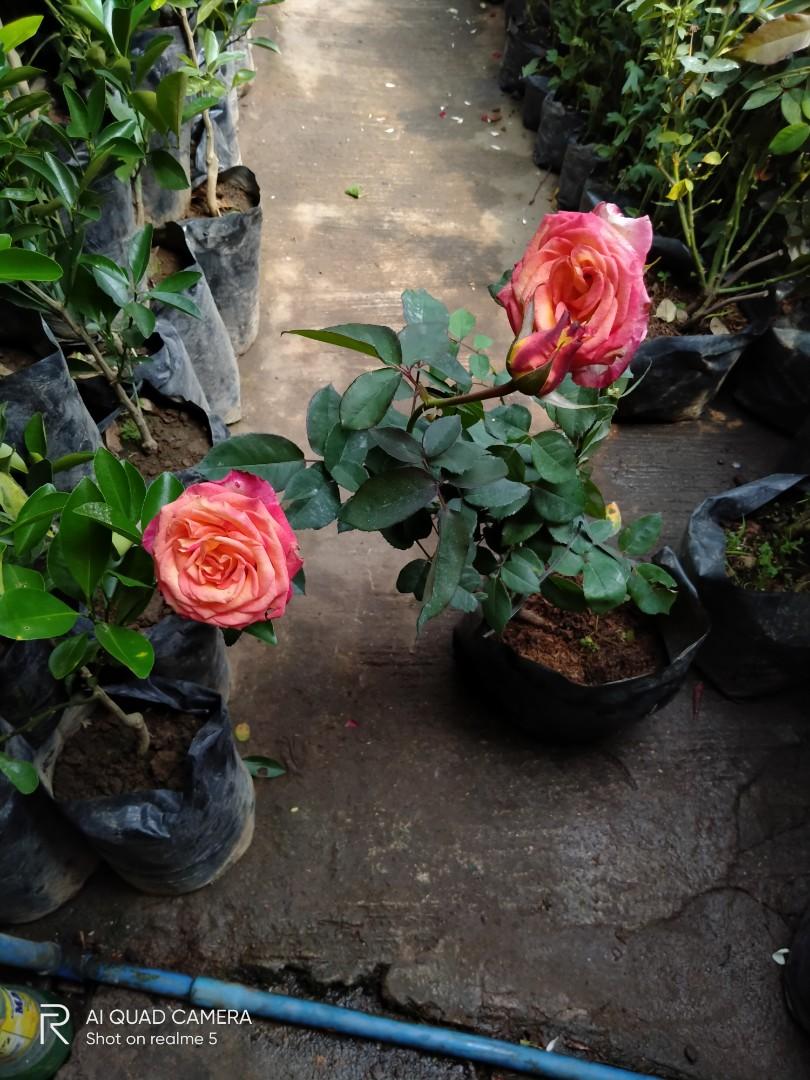 KOREAN ROSE, Furniture & Home Living, Gardening, Plants & Seeds on