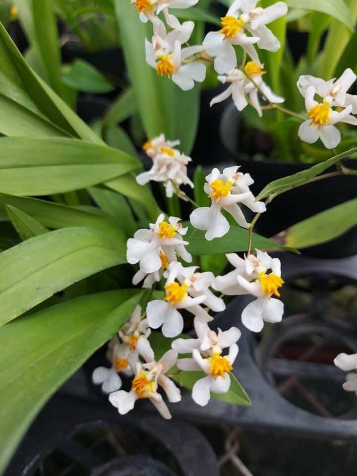Oncidium Twinkle orchid plants, Furniture & Home Living, Gardening, Plants  & Seeds on Carousell