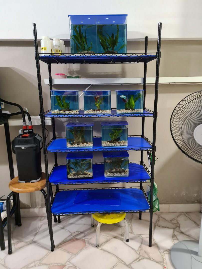 Rack for Betta Fish/Books/Kitchen Items, Furniture & Home Living ...
