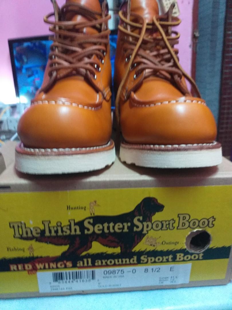 Irish sales setter 9875
