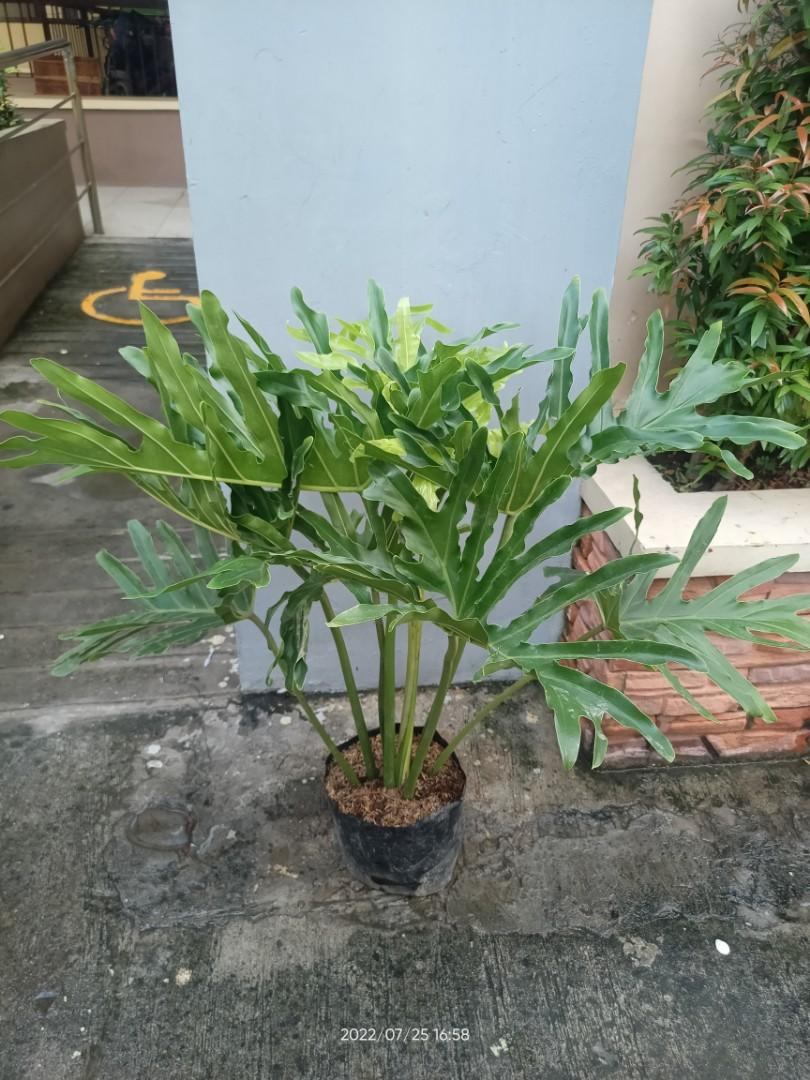 Selloum / Sahod Yaman Indoor plants, Furniture & Home Living, Gardening