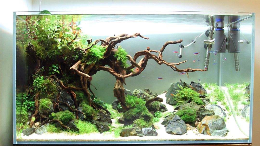 90cm 魚缸水草造景設計, 寵物用品, 寵物家品及其他- Carousell