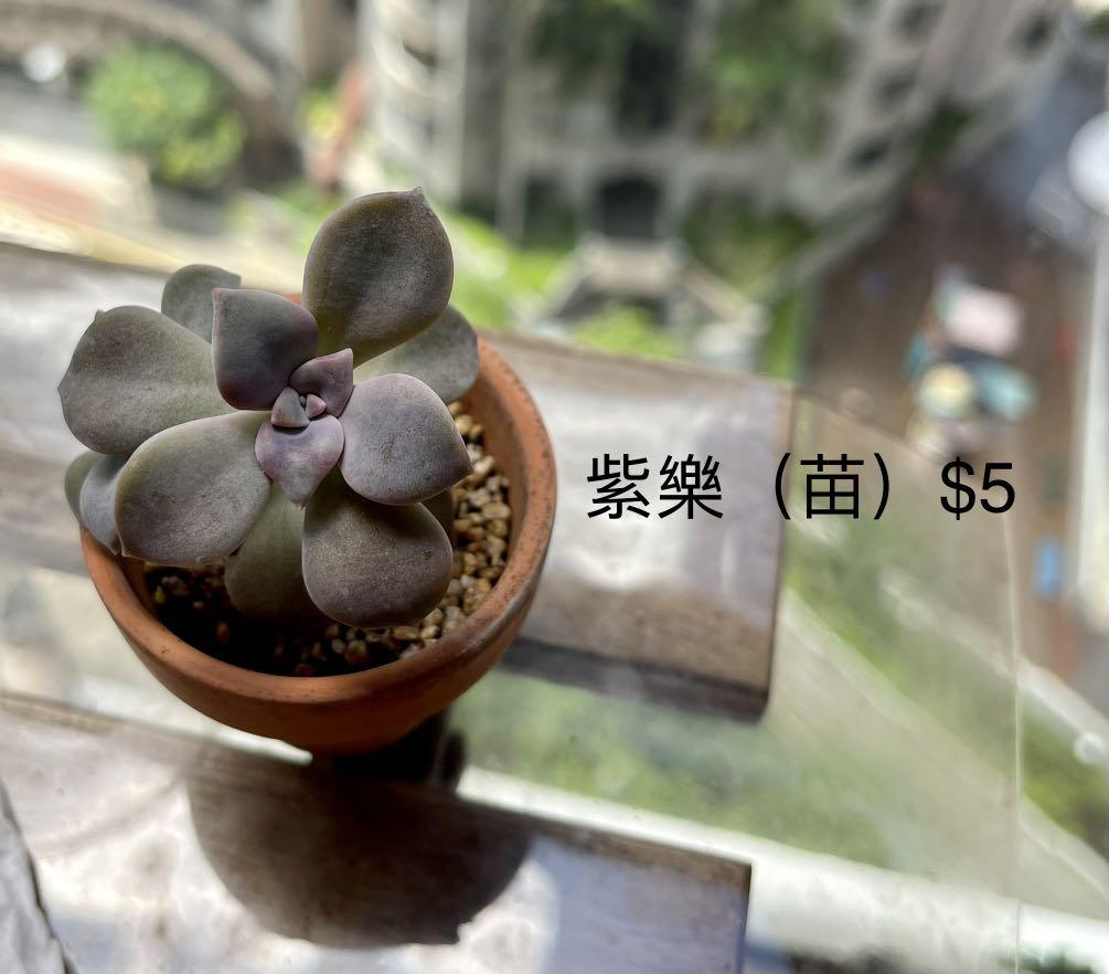 紫樂 苗 多肉植物 傢俬 家居 園藝 植物及種子 Carousell