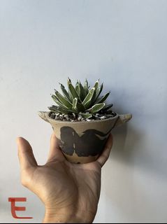 （分類：）位於 。 由 wallaceyiu 提交（商品編號 1174797943，圖片 1）。簡介： 。