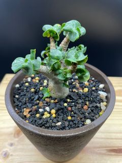 （分類：）位於 。 由 caudexseeding 提交（商品編號 1174852762，圖片 1）。簡介： 。