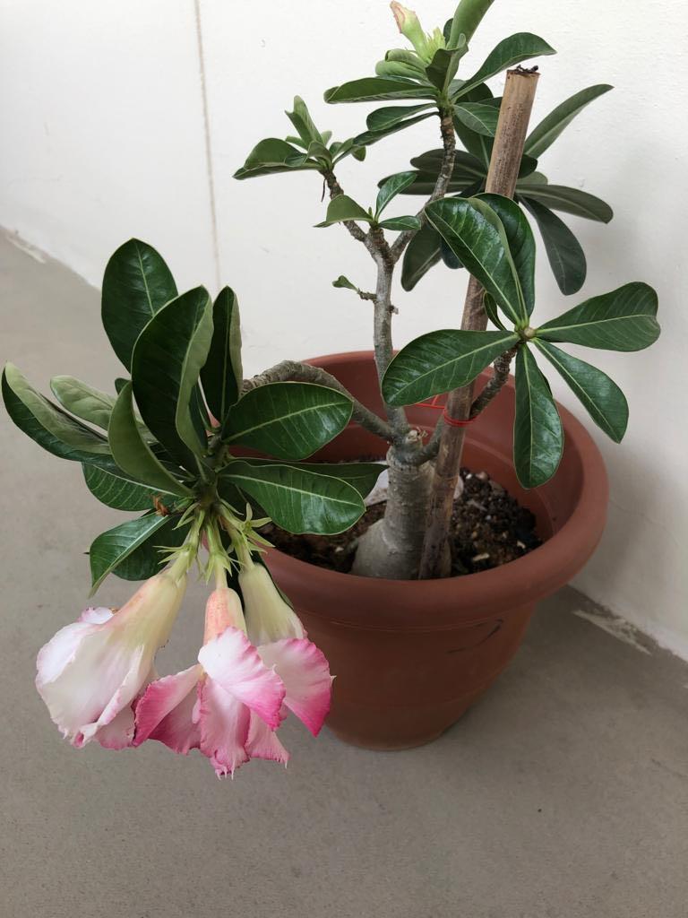 Adenium, Furniture & Home Living, Gardening, Plants & Seeds on Carousell