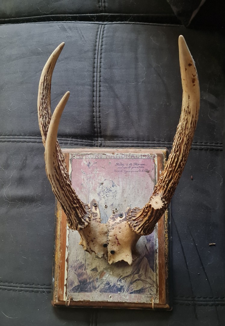 Antique Deer Horn/Antler, Hobbies & Toys, Memorabilia & Collectibles