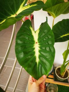 (Category: ) located in . Submitted by nepnepexotic (Listing ID 1174717350, Image 1). Description: .