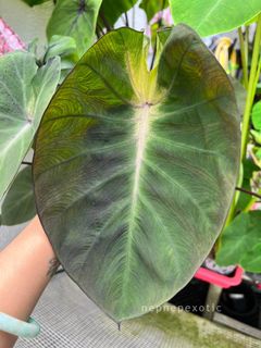 (Category: ) located in . Submitted by nepnepexotic (Listing ID 1174717037, Image 1). Description: .