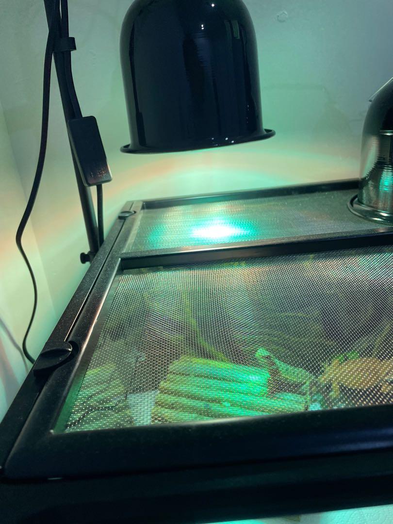 Exo Terra Terrarium Small Low, Pet Supplies, Homes & Other Pet Accessories on Carousell