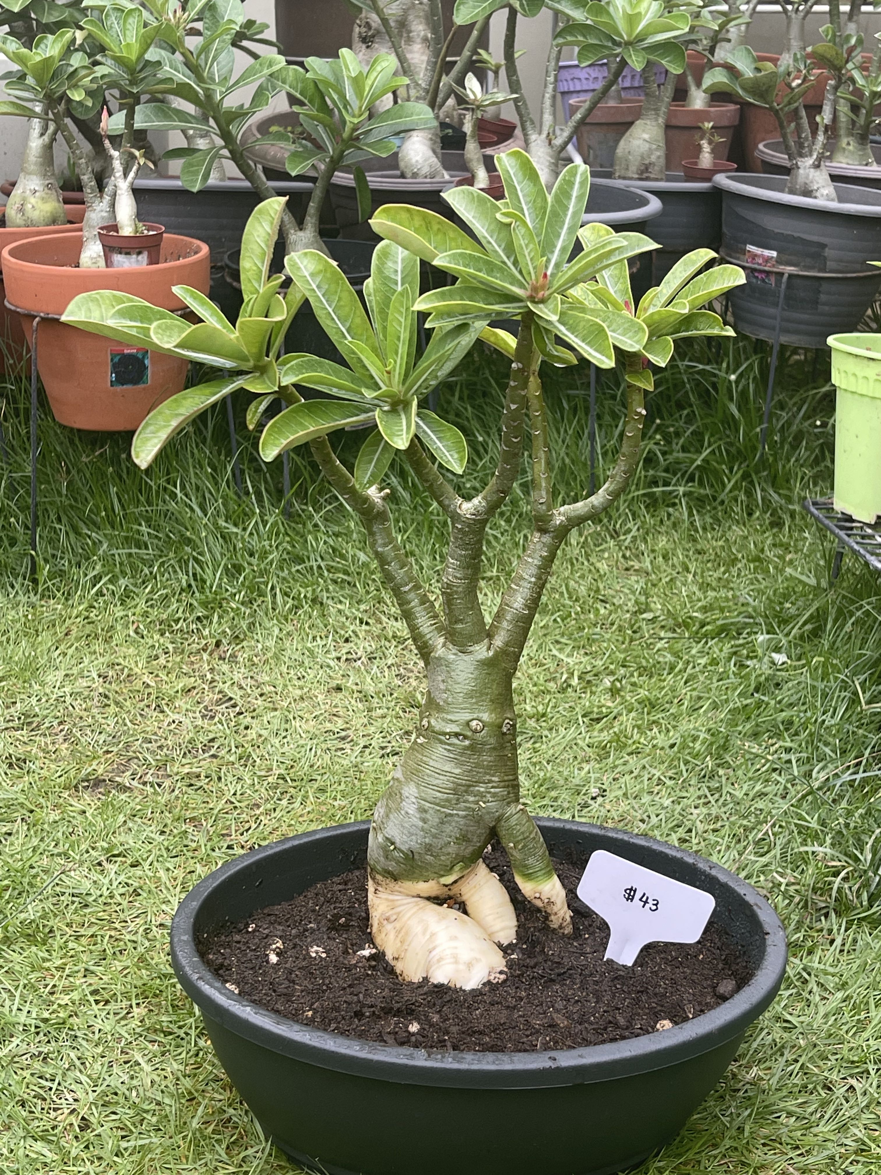 Majestic Taiwan adenium - seed grown and non grafted, Furniture & Home ...