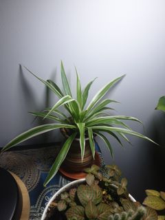 (Category: ) located in . Submitted by march_bathoer (Listing ID 1155239239, Image 1). Description: .