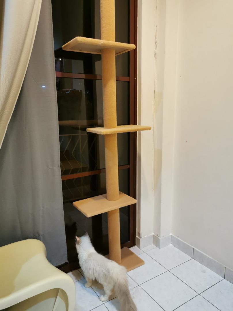 cat tree, Pet Supplies, Homes & Other Pet Accessories on Carousell