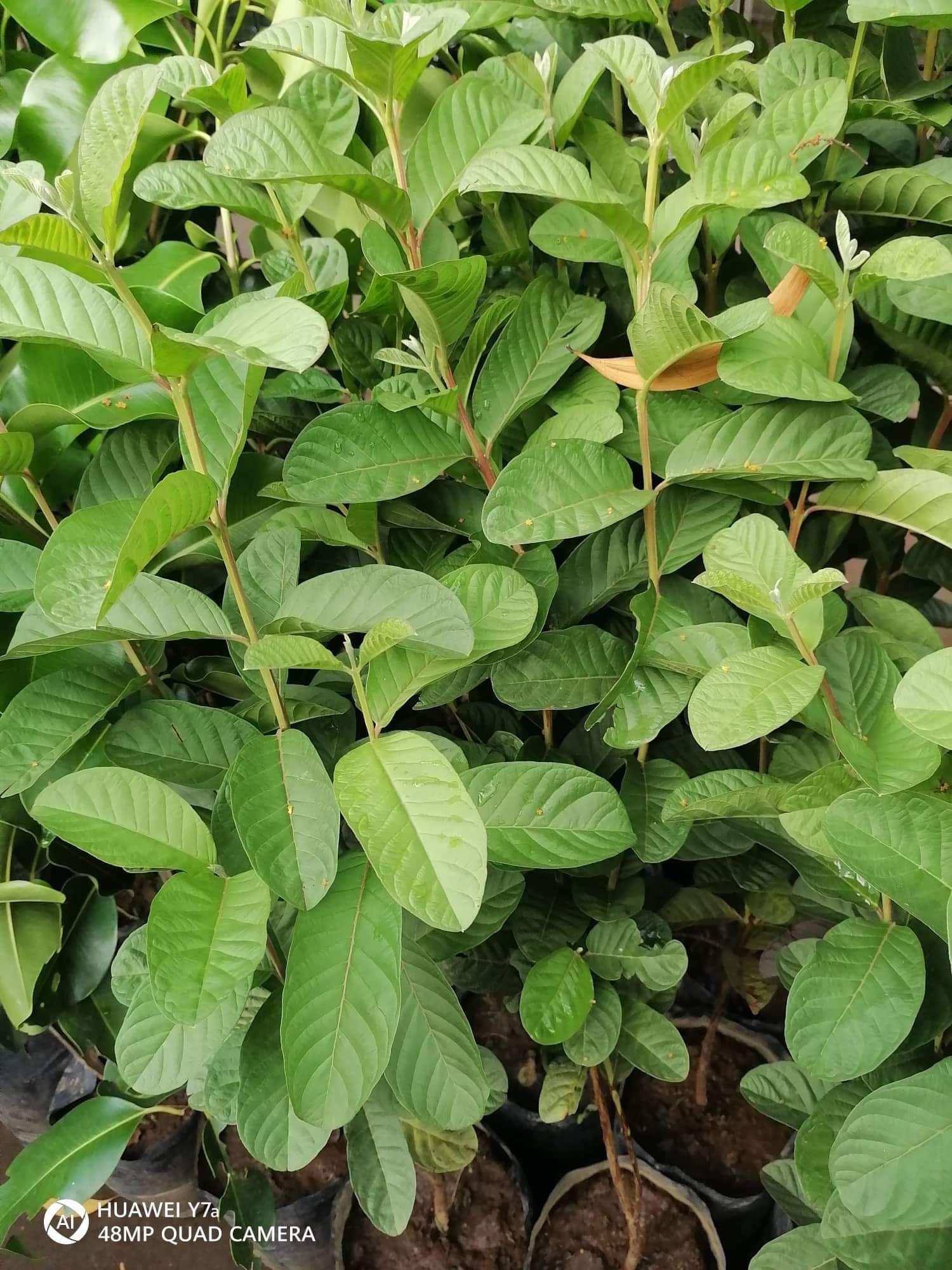Dwarf Guava/Guapple/Marcoted/Stable (Category: Plants & Seeds) located in San Juan City. Submitted by matchlessgetup.ph (Listing ID 1174939254, Image 2). Description: Dubbed as “Giant Guava”, Guapple. ✅Marcoted, so expect that its dwarf but bears giant fruit guava. ‼️540 only‼️ ✅Healthy,Stable,rooted & transplanted. Benefits:(guava fruits and leaves) 🍀rich in nutrients,minerals & vitamins 🍀lowers risk of cancer 🍀good 4 brain and heart’s health