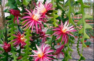 (Category: ) located in . Submitted by urban.cultivar (Listing ID 249567730, Image 1). Description: .