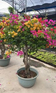 （分類：）位於 。 由 adidss22 提交（商品編號 1175184244，圖片 1）。簡介： 。