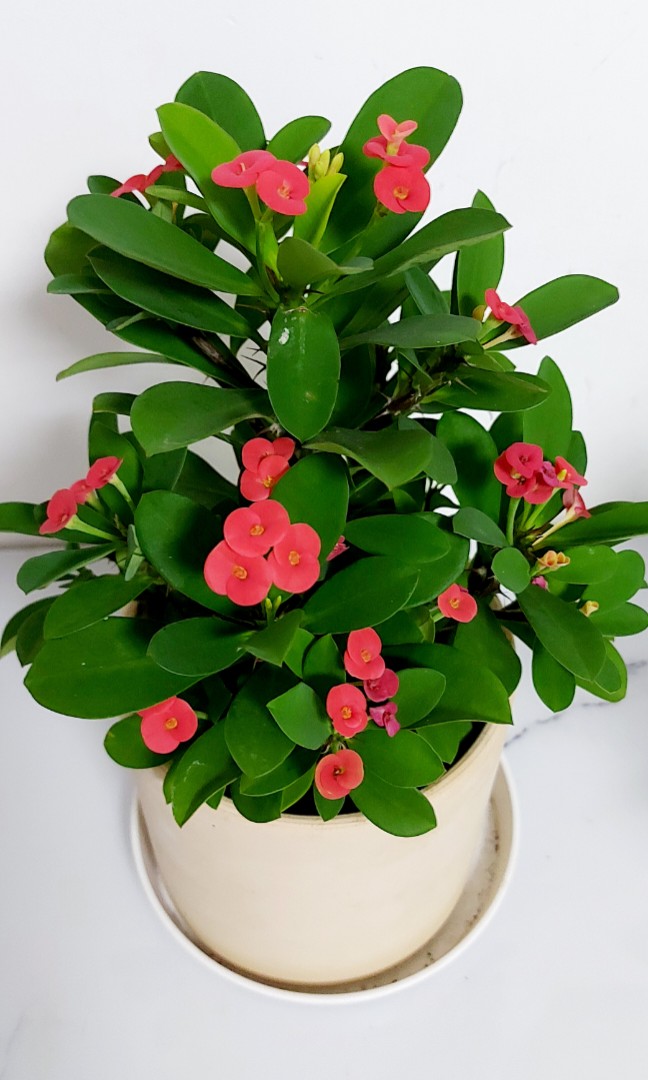 麒麟花 鐵海棠 麒麟花幾乎全年開花 花色鲜艷 開花期長 鲜艷精致的花给人一種優雅淡然的感覺 清新養眼 賞心悦目 而且麒麟花寓意吉祥如意 有辟邪 擋煞 解灾難的風水作用 適合室內養植 傢俬 家居 園藝 盆栽 Carousell