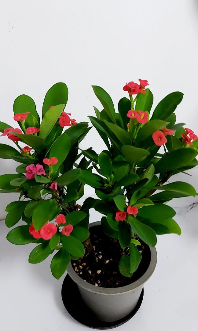 麒麟花 鐵海棠 麒麟花幾乎全年開花 花色鲜艷 開花期長 鲜艷精致的花给人一種優雅淡然的感覺 清新養眼 賞心悦目 而且麒麟花寓意吉祥如意 有辟邪 擋煞 解灾難的風水作用 適合室內養植 傢俬 家居 園藝 盆栽 Carousell 麒麟花 鐵海棠 麒麟花幾乎全年開花 花色鲜艷 開花期長 鲜艷精致的花给人一種優雅淡然的感覺 清新養眼 賞心悦目 而且麒麟花寓意吉祥如意 有辟邪 擋煞 解灾難的風水作用 適合室內養植 傢俬 家居 園藝 盆栽 Carousell