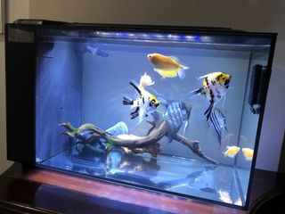 (Category: ) located in . Submitted by treasures_sg (Listing ID 1175223910, Image 1). Description: .
