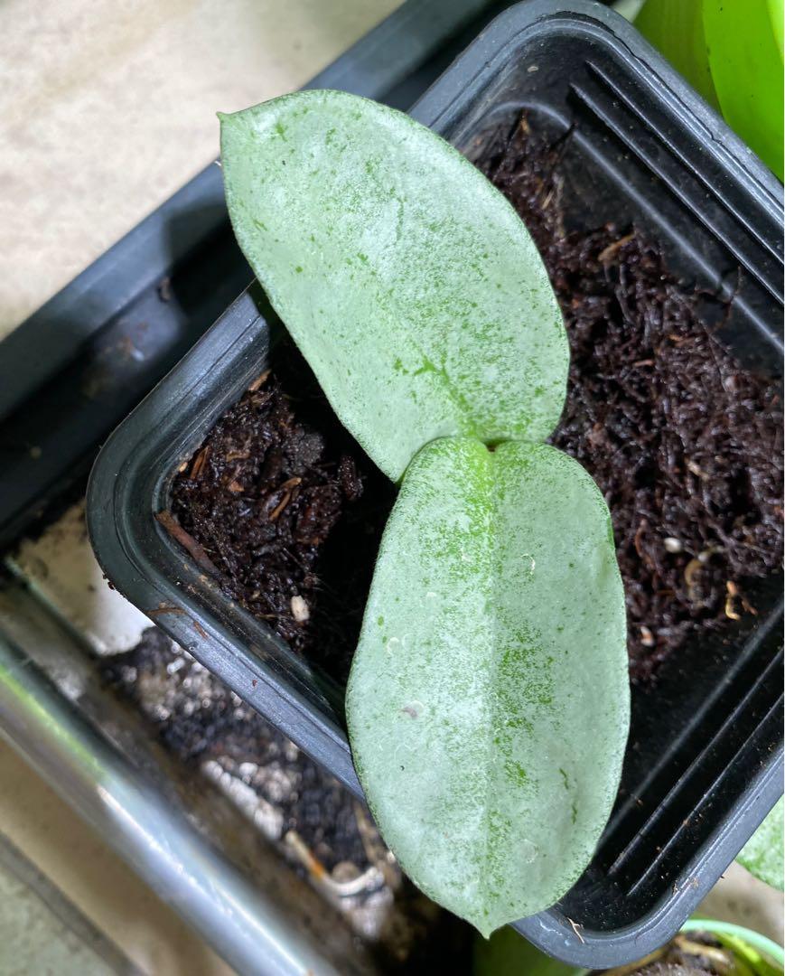 Hoya Grey Ghost, Furniture & Home Living, Gardening, Plants & Seeds on ...