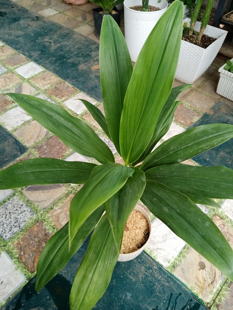 Ornamental Plant, Furniture & Home Living, Gardening, Plants & Seeds on