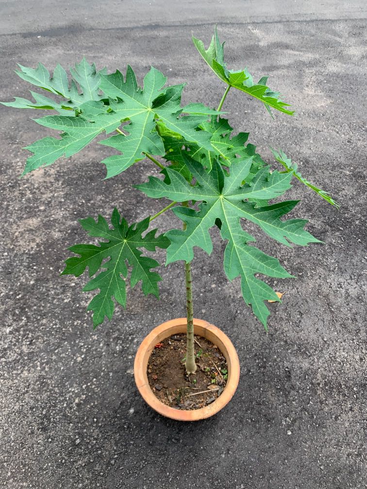 Papaya Tree, Furniture & Home Living, Gardening, Plants & Seeds on