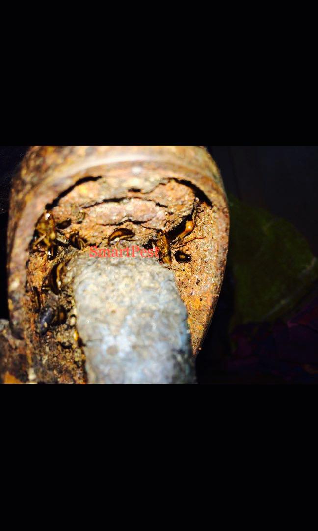 NEA Certified Pest Control Service And Treatment At Affordable Rates