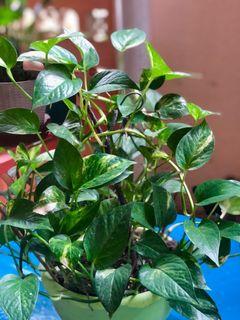 POTHOS TABLE TOP or HANGING PLANT