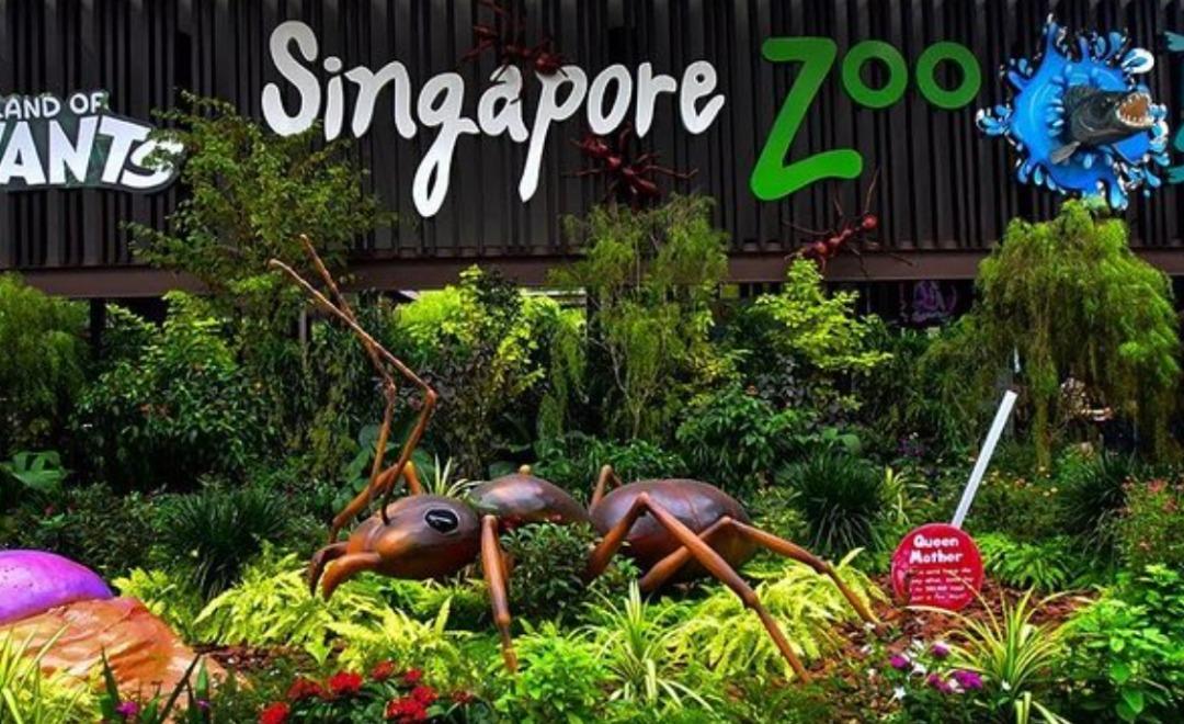 Singapore Zoo Ticket + Complimentary Tram Ride Child 30 Weekend