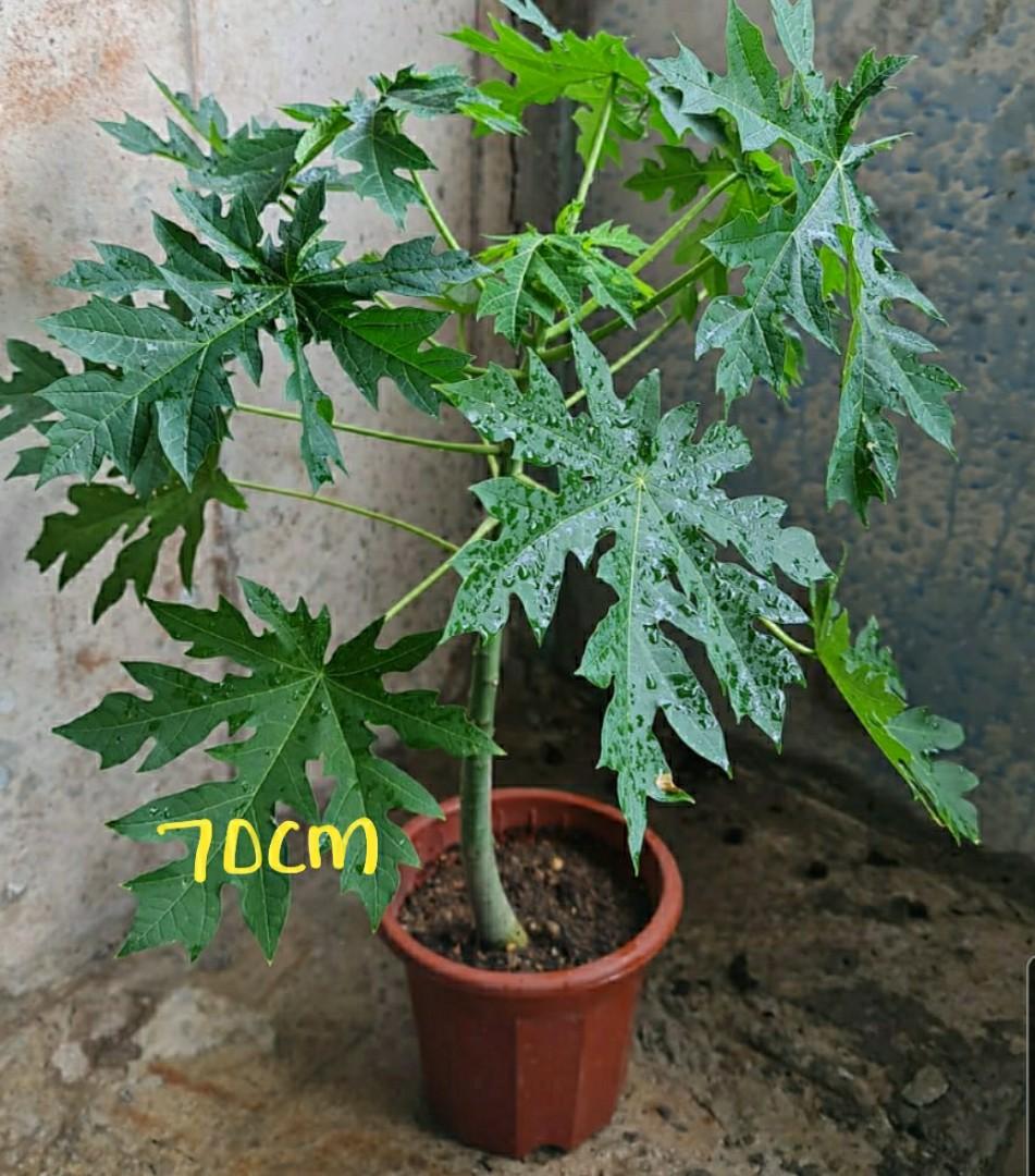 Young Hawaiian Papaya Plant (60 to 70cm tall), Furniture & Home Living